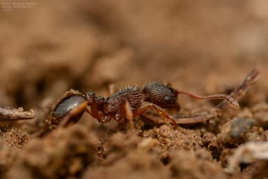 Myrmica lobicornis photo 50