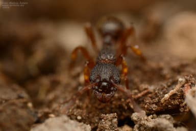 Myrmica lobicornis photo 52