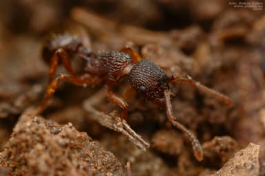Myrmica lobicornis photo 53