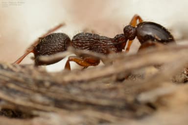 Myrmica lobicornis photo 54