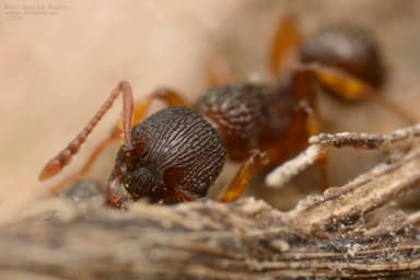 Myrmica lobicornis photo 55