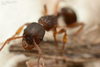 Myrmica lobicornis photo 56