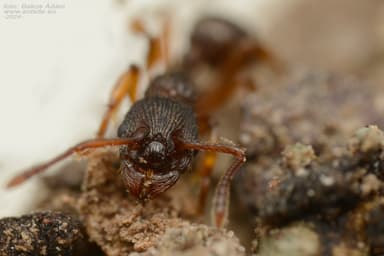 Myrmica lobicornis photo 57