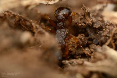 Myrmica lobicornis photo 60