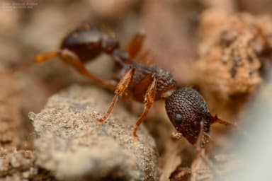 Myrmica lobicornis photo 61