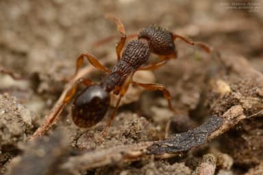 Myrmica lobicornis photo 62