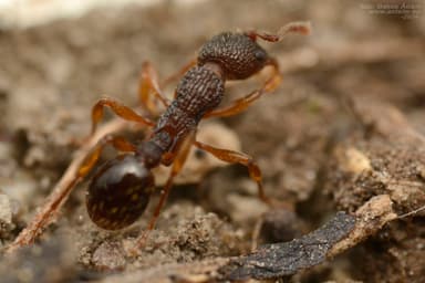 Myrmica lobicornis photo 63