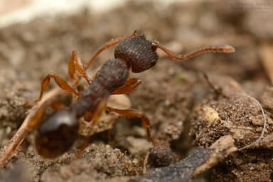 Myrmica lobicornis photo 64