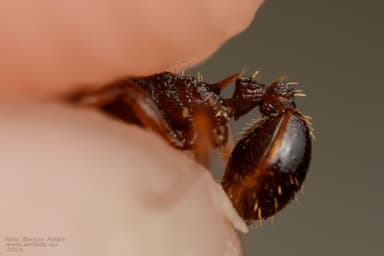 Myrmica lobicornis photo 65