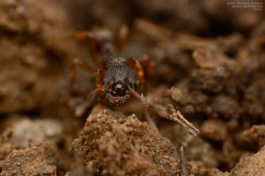 Myrmica lobicornis photo 66