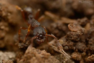 Myrmica lobicornis photo 67
