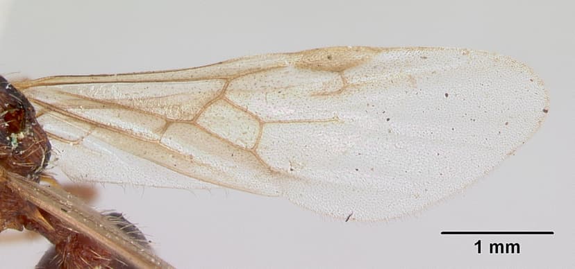 Myrmica lobicornis photo 1