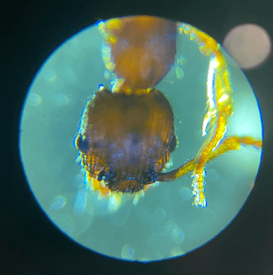 Myrmica pinetorum photo 6