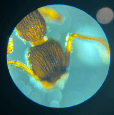 Myrmica pinetorum photo 7
