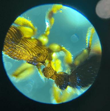 Myrmica pinetorum photo 8