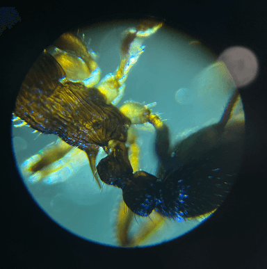 Myrmica pinetorum photo 10