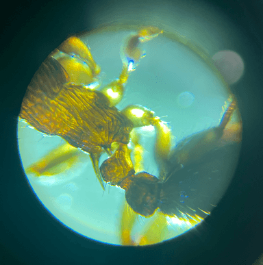 Myrmica pinetorum photo 11