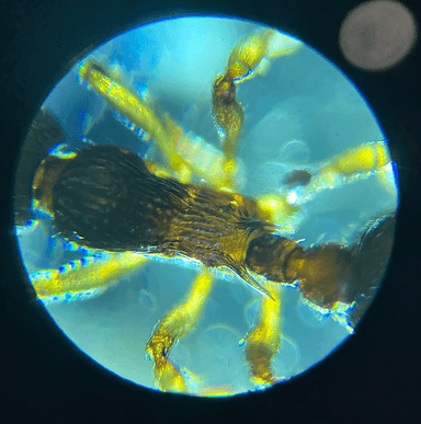 Myrmica pinetorum photo 12