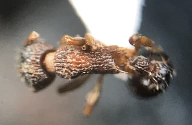 Myrmica pinetorum photo 37