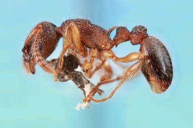 Myrmica pinetorum photo 38
