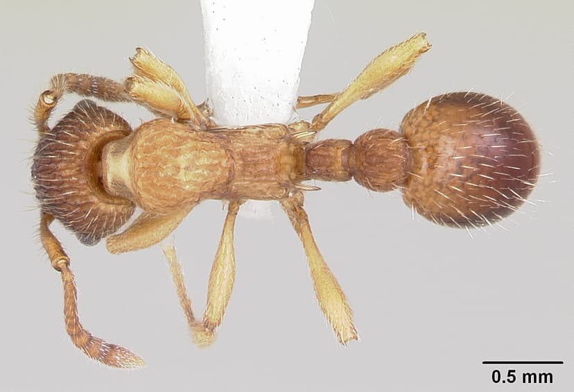 Myrmica pinetorum photo 1