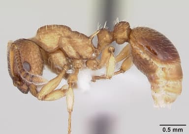 Myrmica pinetorum — queen photo 2