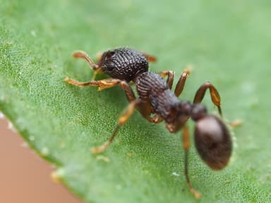 Myrmica punctiventris photo 6