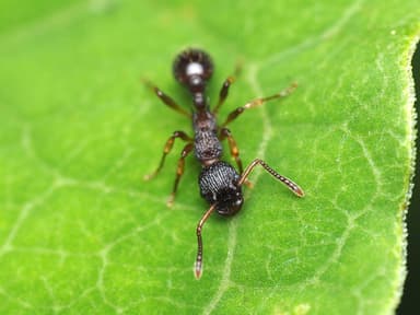 Myrmica punctiventris photo 8