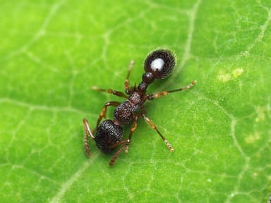 Myrmica punctiventris photo 9