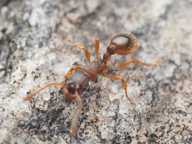 Myrmica punctiventris photo 15