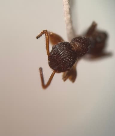 Myrmica punctiventris photo 19