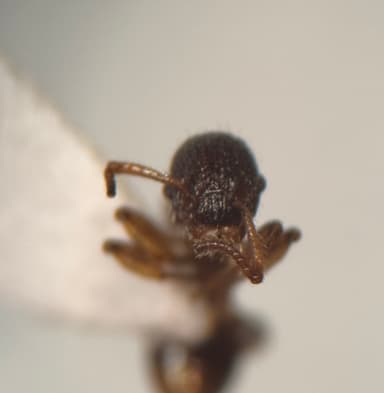Myrmica punctiventris photo 21