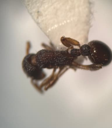 Myrmica punctiventris photo 24