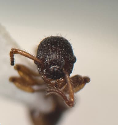 Myrmica punctiventris photo 25