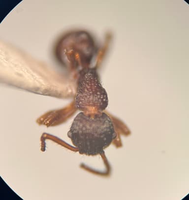 Myrmica punctiventris photo 27