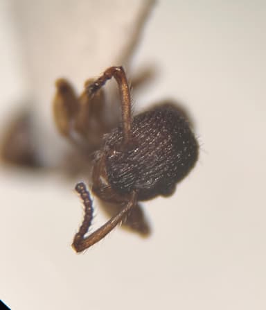 Myrmica punctiventris photo 29
