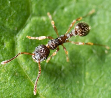 Myrmica punctiventris photo 33