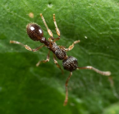 Myrmica punctiventris photo 35