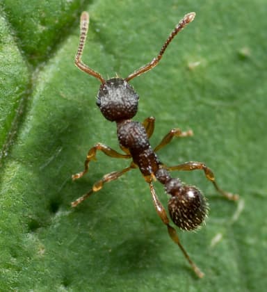 Myrmica punctiventris photo 37