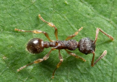 Myrmica punctiventris photo 39