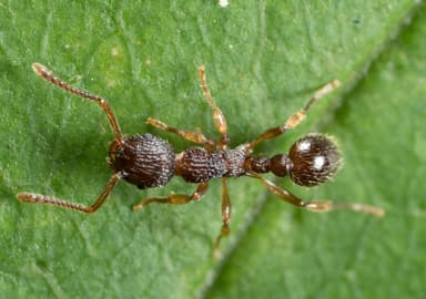 Myrmica punctiventris photo 40