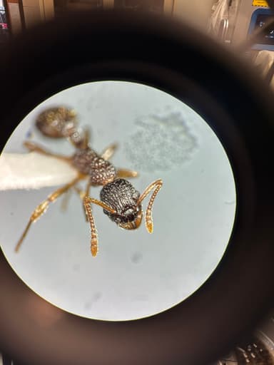 Myrmica punctiventris photo 43