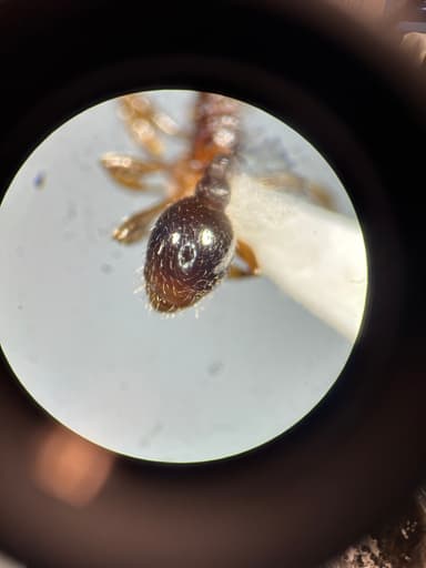 Myrmica punctiventris photo 45