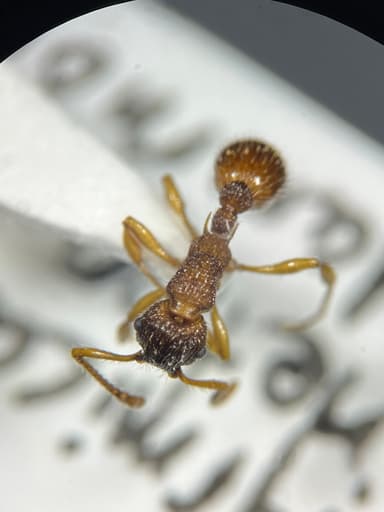 Myrmica punctiventris photo 48