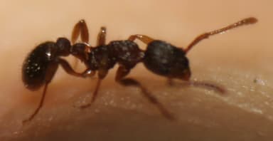 Myrmica punctiventris photo 52