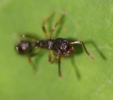 Myrmica punctiventris — colony photo 57