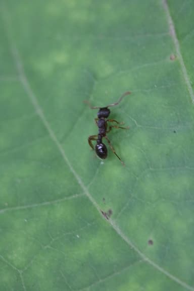 Myrmica punctiventris — colony photo 58