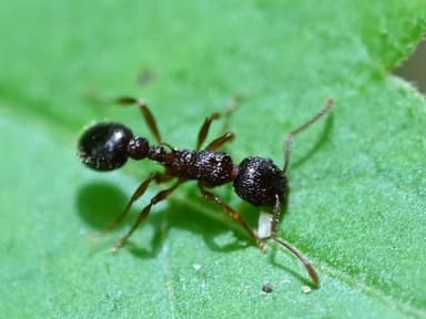 Myrmica punctiventris photo 64