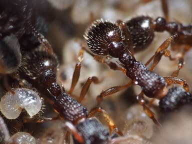 Myrmica punctiventris photo 66