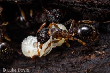 Myrmica punctiventris photo 70